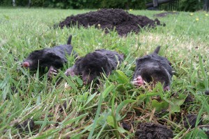 The Burgess Hill Mole Catcher in action
